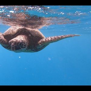 Meet your Posher, Chen